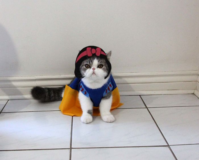 purrfect-costumes-10