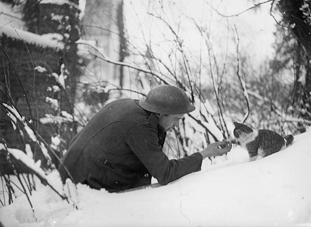 soldiers-and-cats-16
