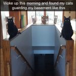 unexplainable-cats-12