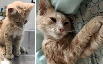 Man Broken Hearted From A Breakup Finds Stray Kitten Meowing Outside His Door For Help…