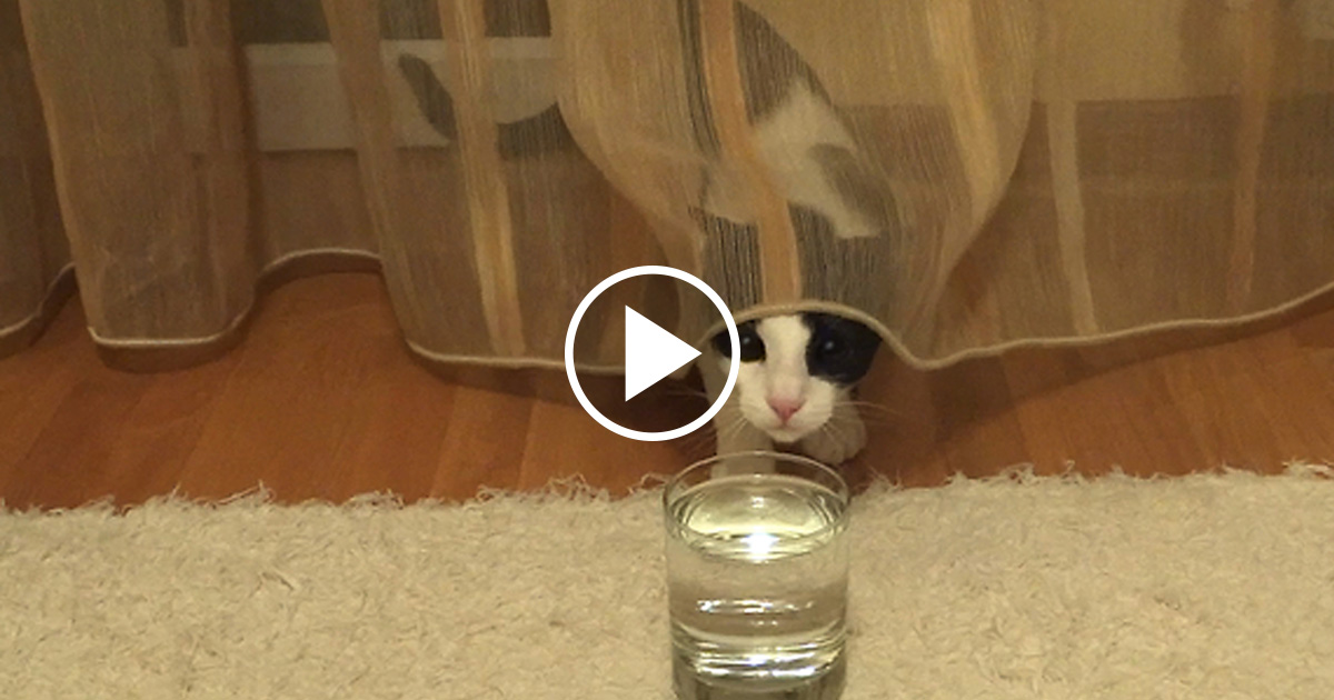 Cat Thoroughly Confused By Carbonated Drink Has The Purrfect Reaction