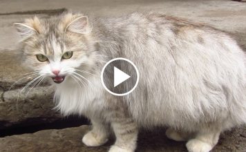 Heavily Pregnant Cat Cried Out To People To Help Feed Her. Then An Angel Listens To Her