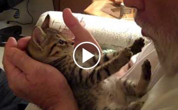 Tummy Kisses For The World’s Cutest Kitten