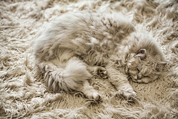 camoflaged-cats-12