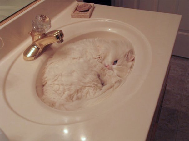camoflaged-cats-14
