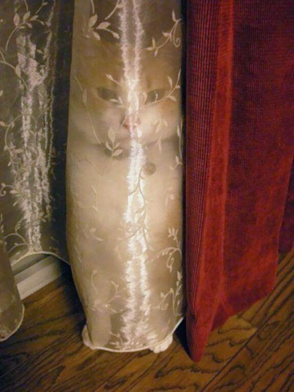 camoflaged-cats-21