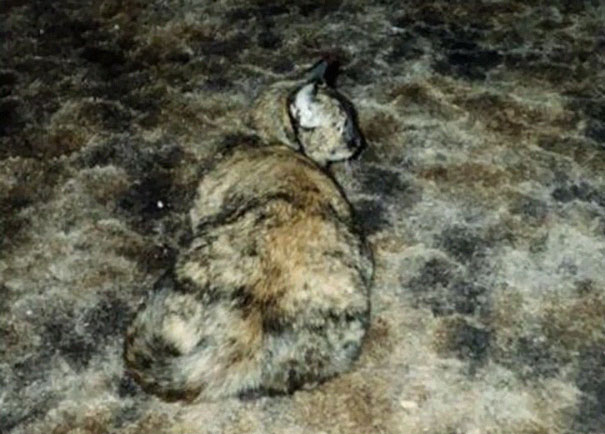 camoflaged-cats-28
