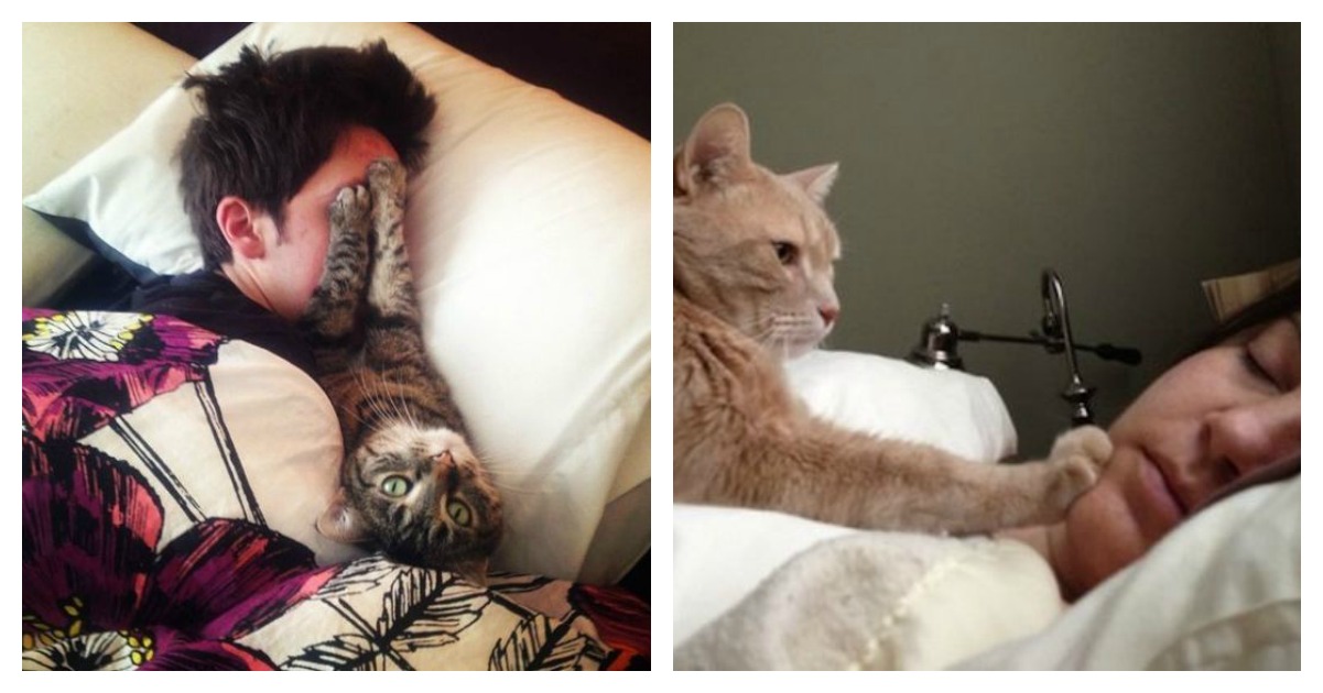 15 Pics That Prove Cats Have A Built In Alarm System | Catlov