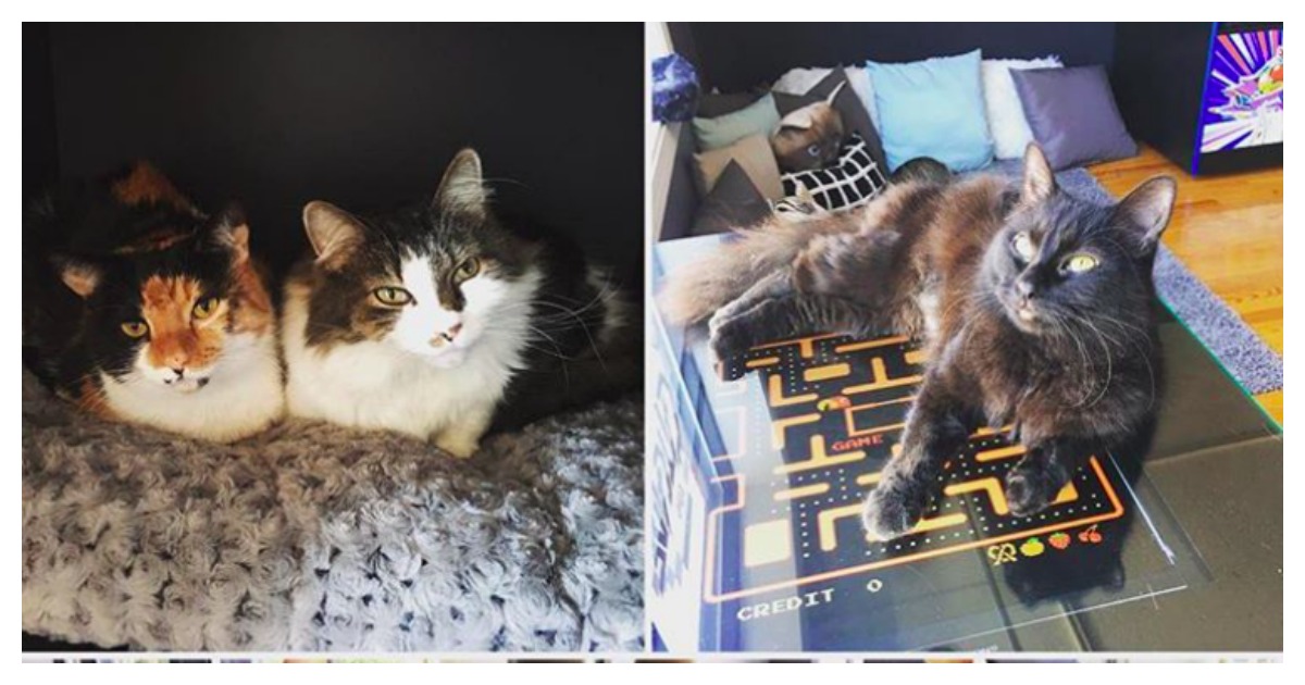 Behold, The Catcade…The Coolest Cat Cafe For Arcade Games and Cat