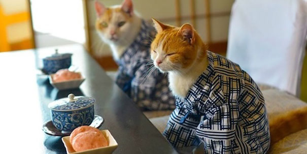 cat-kimonos-japan-1