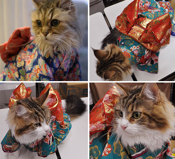 cat-kimonos-japan-10
