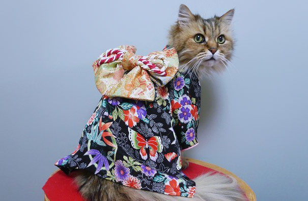 cat-kimonos-japan-11