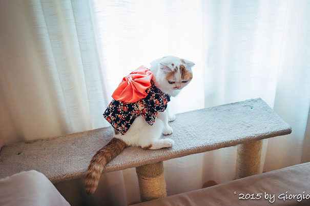 cat-kimonos-japan-12