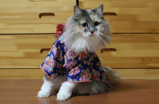 cat-kimonos-japan-15