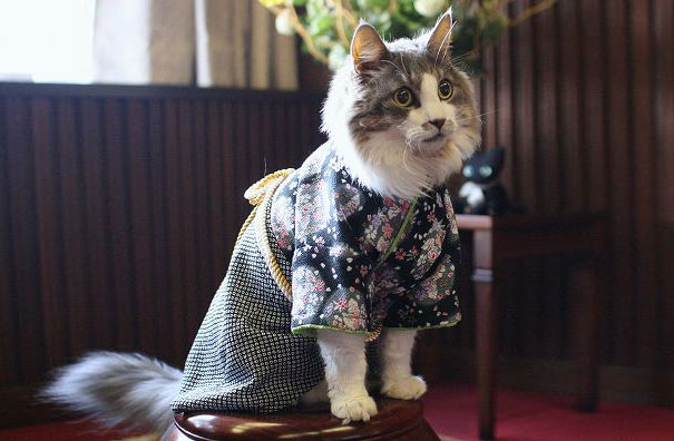 cat-kimonos-japan-16