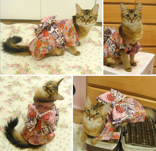 cat-kimonos-japan-17