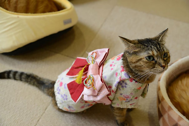 cat-kimonos-japan-18
