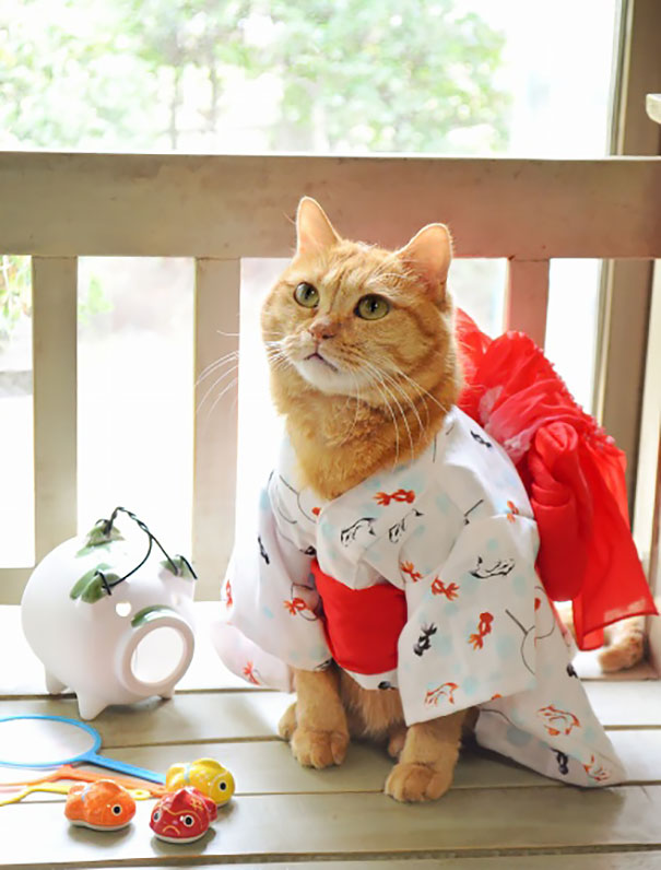 cat-kimonos-japan-2