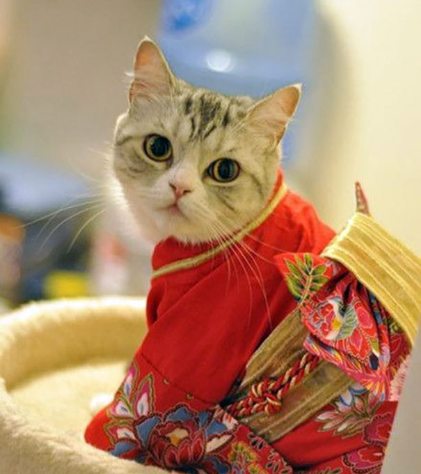 cat-kimonos-japan-4