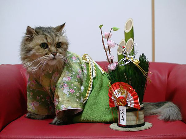 cat-kimonos-japan-6