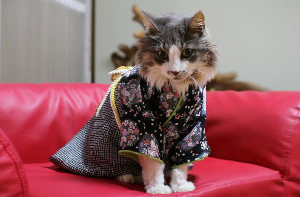 cat-kimonos-japan-7