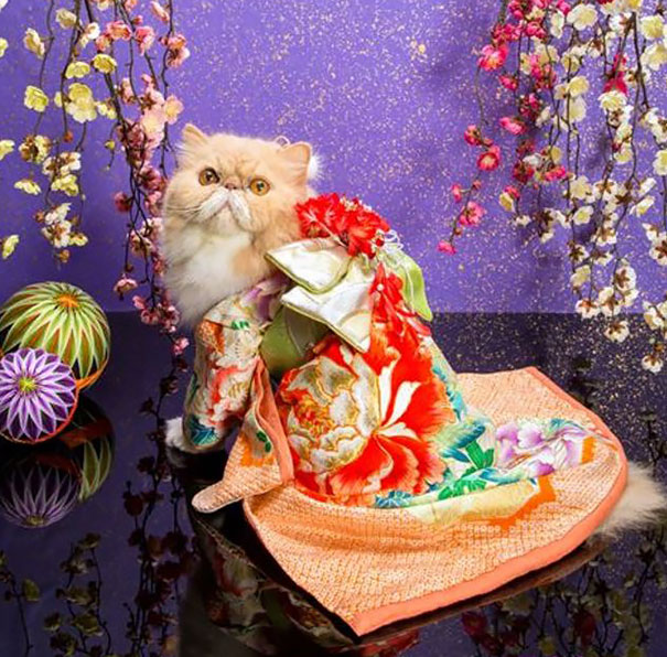 cat-kimonos-japan-8