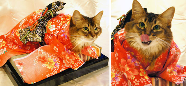 cat-kimonos-japan-9