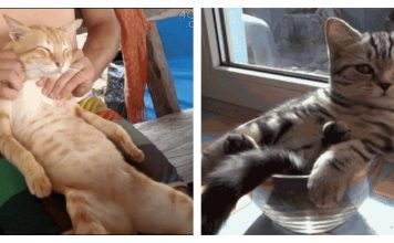 15 Cats That Prove They Are Masters Of Pure Laziness