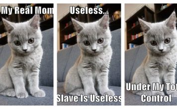 20 Replies To What Your Cat Truly Thinks Of You