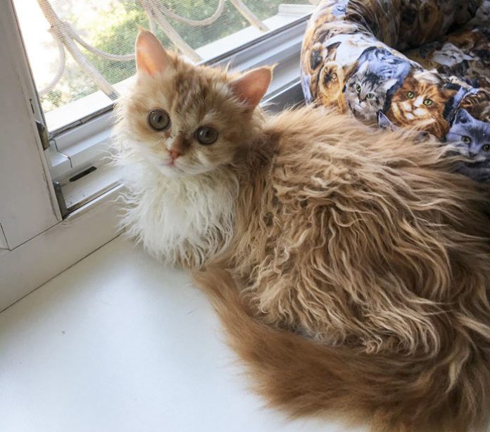 These Curly Cats Who All Descended From One Shelter Kitty Are Taking By Storm Catlov