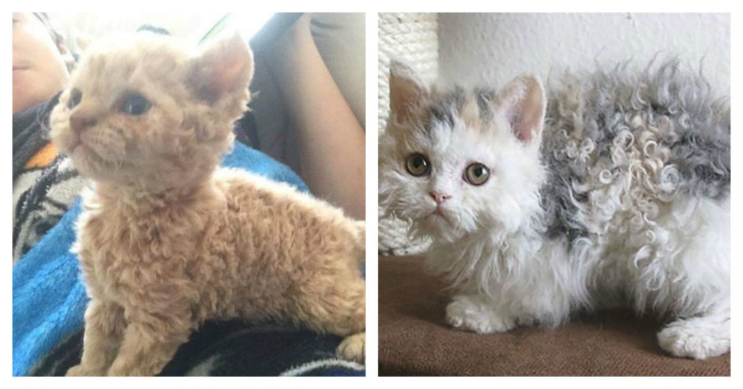 These Curly Cats Who All Descended From One Shelter Kitty Are Taking