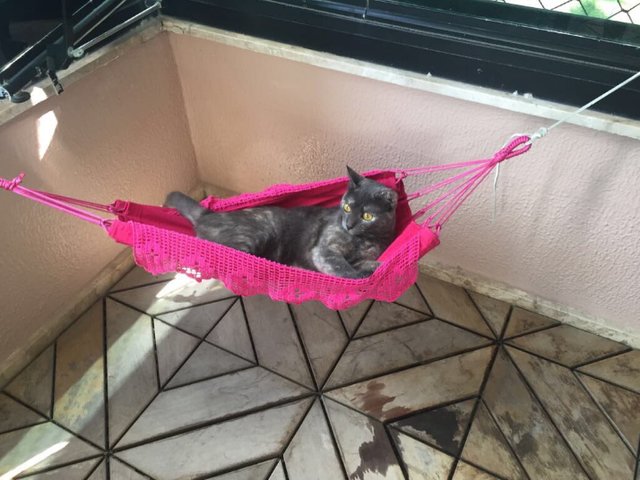 hammock-cat-03