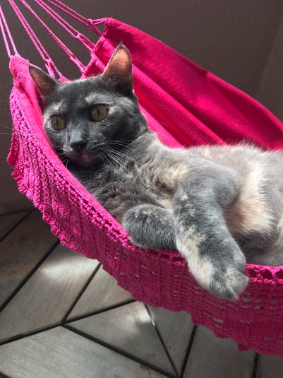 hammock-cat-05
