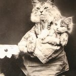 history-cats-11