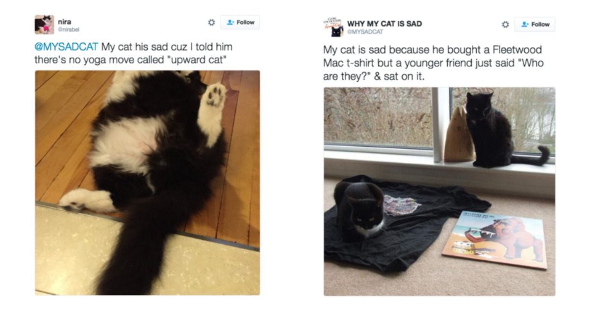 23 Cats Explain Their Hysterical Reason For Being Sad | Catlov