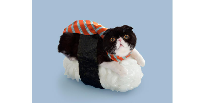 sushi-cat-02