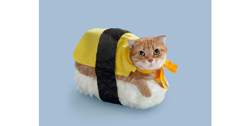 sushi-cat-03