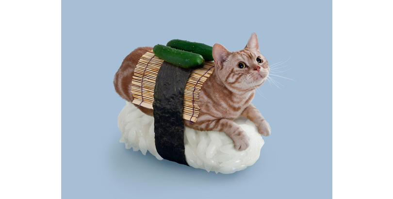 sushi-cat-04