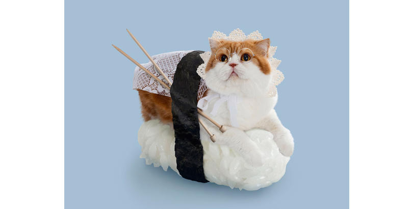 12 Adorable Cats Dressed As The Perfect Little Sushi Bites | Catlov