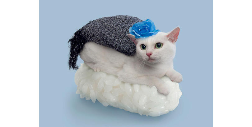 sushi-cat-09