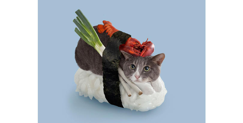 sushi-cat-10