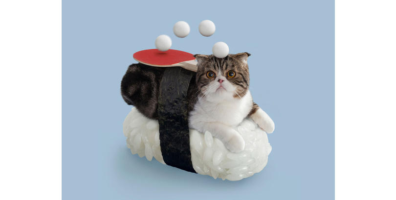 sushi-cat-12