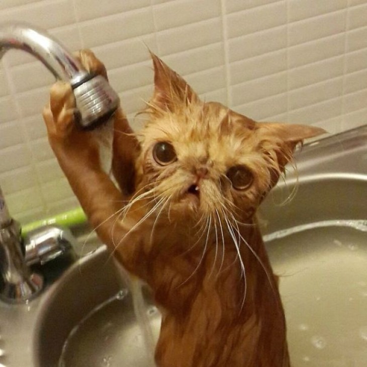 water-cats-11