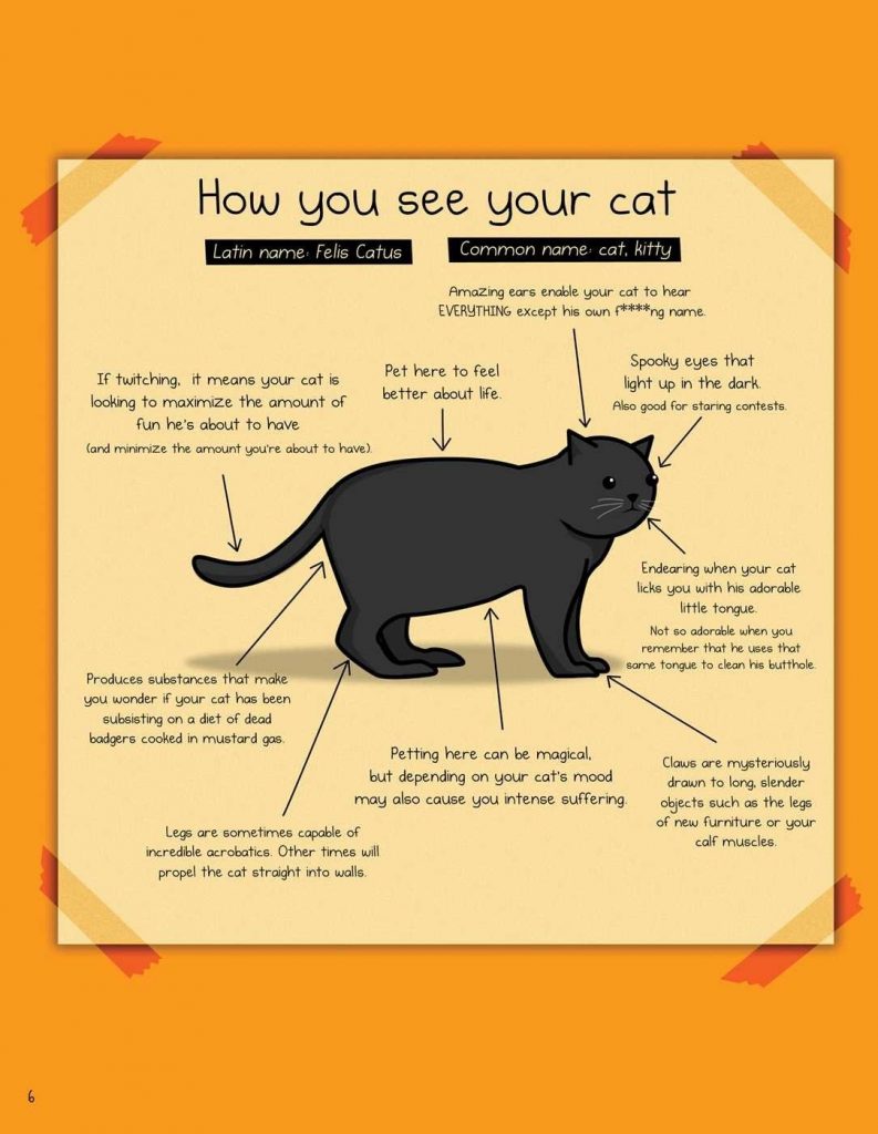 Cute Illustrations Which Perfectly Depict How Cats And Humans See Each ...