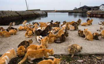 10 Perfect Places To Visit If You're Obsessed With Cats