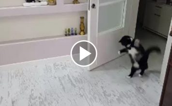The Funniest Cat Walk Hop
