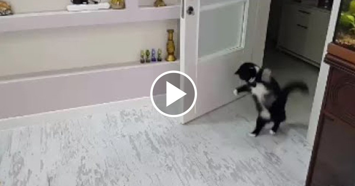 The Funniest Cat Walk Hop Catlov