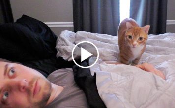 7 Ways Cats Creep You Out!