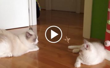 Kitten Arrives At New Home And Meets The Old Cat…They Never Knew This Would Happen