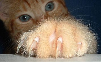 New Jersey To Become The First US State To Ban The Declawing of Cats